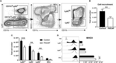 Immunomodulatory Effects of the Neuropeptide Pituitary Adenylate Cyclase-Activating Polypeptide in Acute Toxoplasmosis